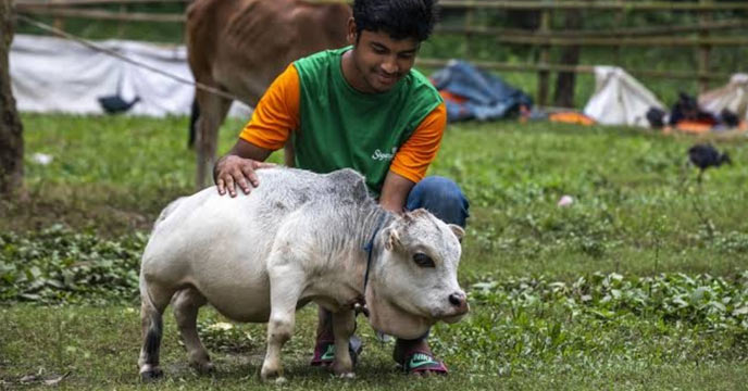 Bangladeshi cow Rani recognized as world’s smallest