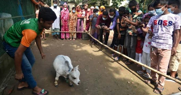Bangladeshi cow Rani recognized as world’s smallest