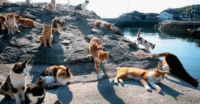 cat island of japan