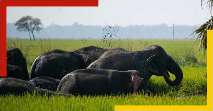 purba-bardhman-dalma-range-elephant
